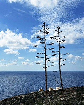 Остров Филфла, Мальта